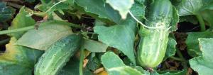 Der kalte Sommer: Wie eine große Ernte von Gurken in langwierigen +12 Grad bekommen
