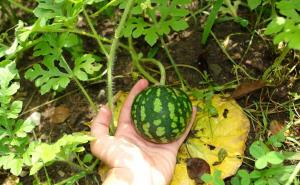 Top 5 Gründe, warum Wassermelonen auf dem Land wachsen, sind klein und nicht süß