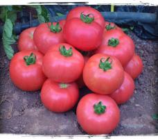 6 Sorten von großen und fleischigen Tomaten