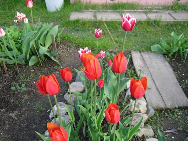Ja, die Tulpen - es ist einfach. Aber mit Stil!