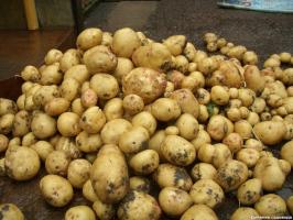 Putting bis 15 kg. Kartoffeln mit 1 sq. m: Methode Kvartalnova