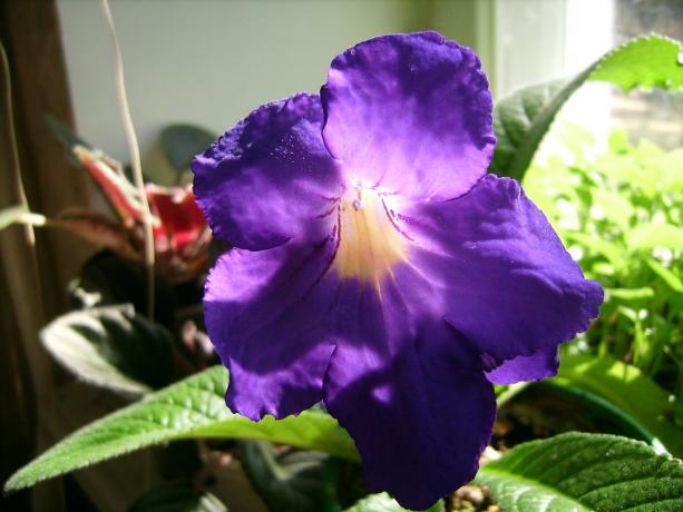 Große Blumen - eine der wichtigsten Vorteile von strepokarpusa