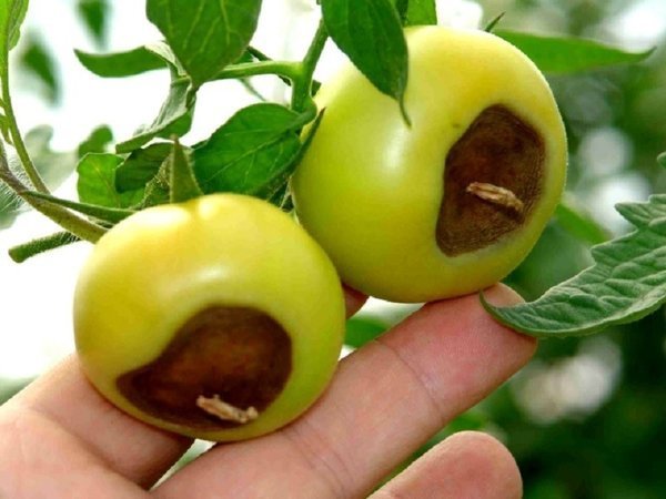 Ein klassisches Beispiel für die apikal Fäulnis in Tomaten. Fotos - liveinternet.ru