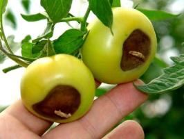 Blossom rote Tomaten: Symptome und Behandlung