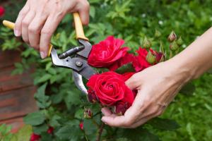Pflege für Rosen im Herbst: lernen, sie für den Winter gut vorbereiten