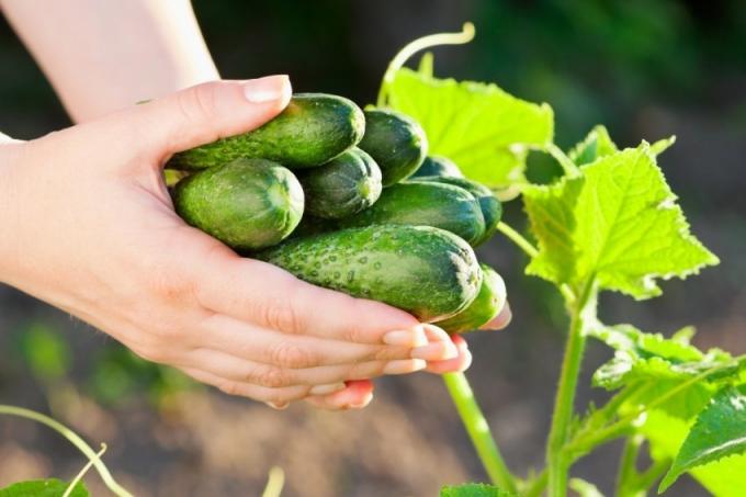 Möglichkeiten, um eine reiche Ernte von Gurken zu erhalten, basierend auf den Bedürfnissen der natürlichen Gemüsekulturen (