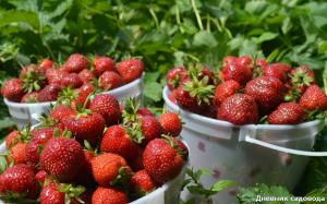 Dünge- Erdbeeren, die Produktivität um 2-3 mal erhöht