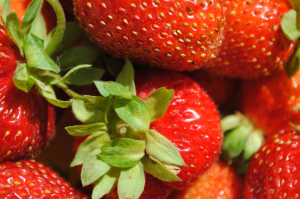 Wie zu pflanzen und zu propagieren Erdbeeren mit agrovoloknom im Garten. Vorteile und Nachteile