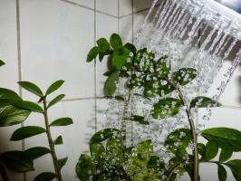 ♨ heiße Dusche verwandelt Topfpflanzen! Wenn alles richtig gemacht