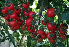 Wie die Tomaten im August reifen schneller ernähren und mehr