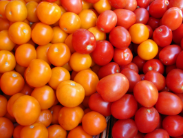 6-Nachgeben Sorten von Tomaten für Gewächshäuser