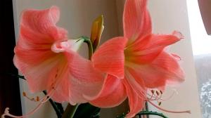 Hippeastrum verbreitete Krankheiten und ihre Behandlung