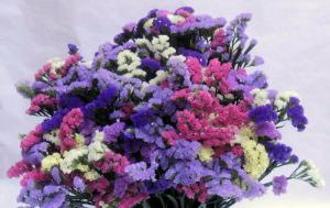 Bright Blume klangvoller Namen, von Juli bis Oktober blüht. Bonus - die universellen trockenen Blumen