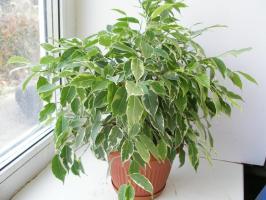 Ficus benjamina Winter: wie das arme Ding helfen, verlieren ihre Blätter