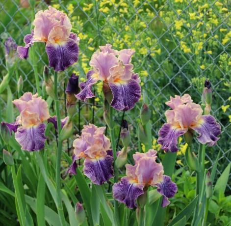 Iris kann göttliche Blume genannt werden. Die alten Griechen die Pflanze zu Ehren ihrer Göttin Iris, benannt, die in der Welt der Sterblichen über die Regenbogen vom Himmel herabsteigt. Iris und übersetzt als „Regenbogen“ Später Botaniker nicht zu berühren etwas in den Namen entschieden. Und das zu Recht!