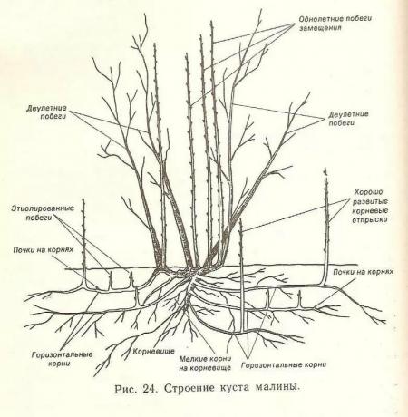 Die Struktur der Himbeerstrauch