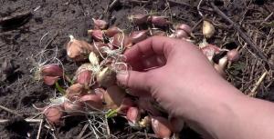 April - Zeit für große Köpfe von 300 gr zu pflanzen Winter Knoblauch.