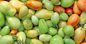 Bereits im Oktober, aber die Tomaten, die noch grün? Wie kann ihre Reifung beschleunigen?