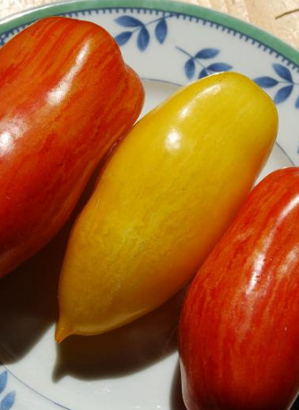 Sorten von Tomaten Banana Beine (gezeigt gelb)