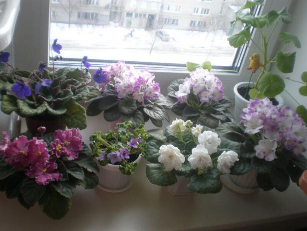 Seltene Variante: Veilchen, im Winter blühen. Ausblick: http://ssdosug.ru