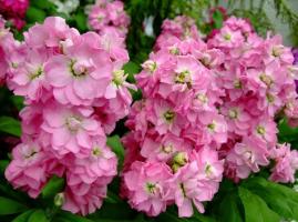 Top 8 von duftenden Blumen für Blumenbeete