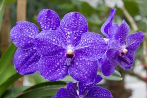 Orchid Vanda: Pflege zu Hause für eine schöne Pflanze