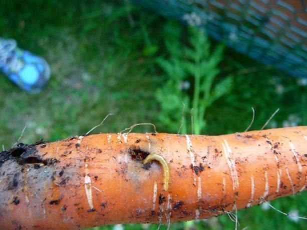 Käfer - Käferlarven, Drahtwürmer. Goldener Wurm nicht nur mechanische Beschädigungen - tiefe Tunnel und eats Wurzel im Innern. Typischerweise wird das Loch mehr und einen „Gateway“ für die Pilze und Bakterien, aufgrund der Ernten verrotten. Es ist, Sie sind unwahrscheinlich sein!