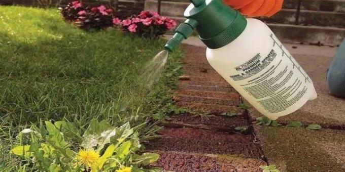 Im Herbst besser keine Chemikalien verwenden | Garten & Gartenbau