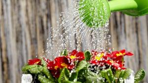 Wie können die Pflanzen für schnelles Wachstum und reichblühend Wasser